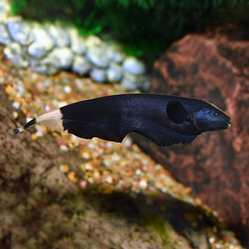 Black Ghost Knifefish