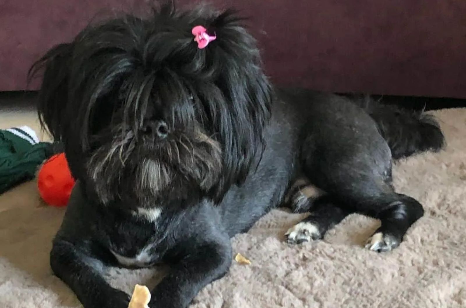 Black Lhasa Apso