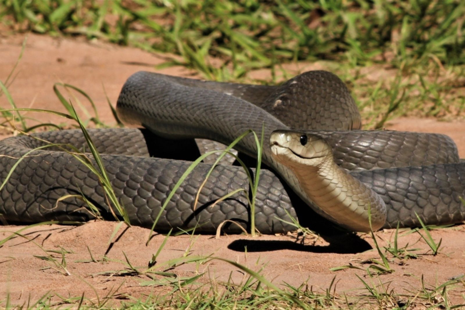 Black Mamba snake