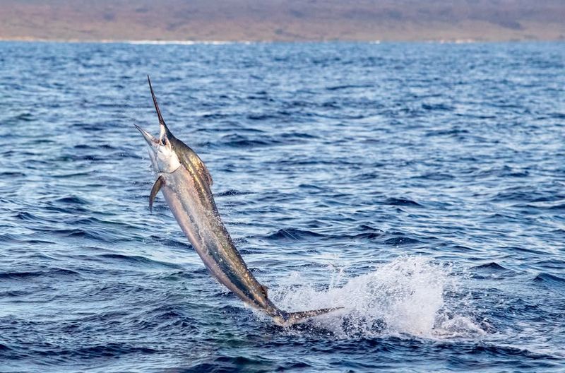 Black Marlin