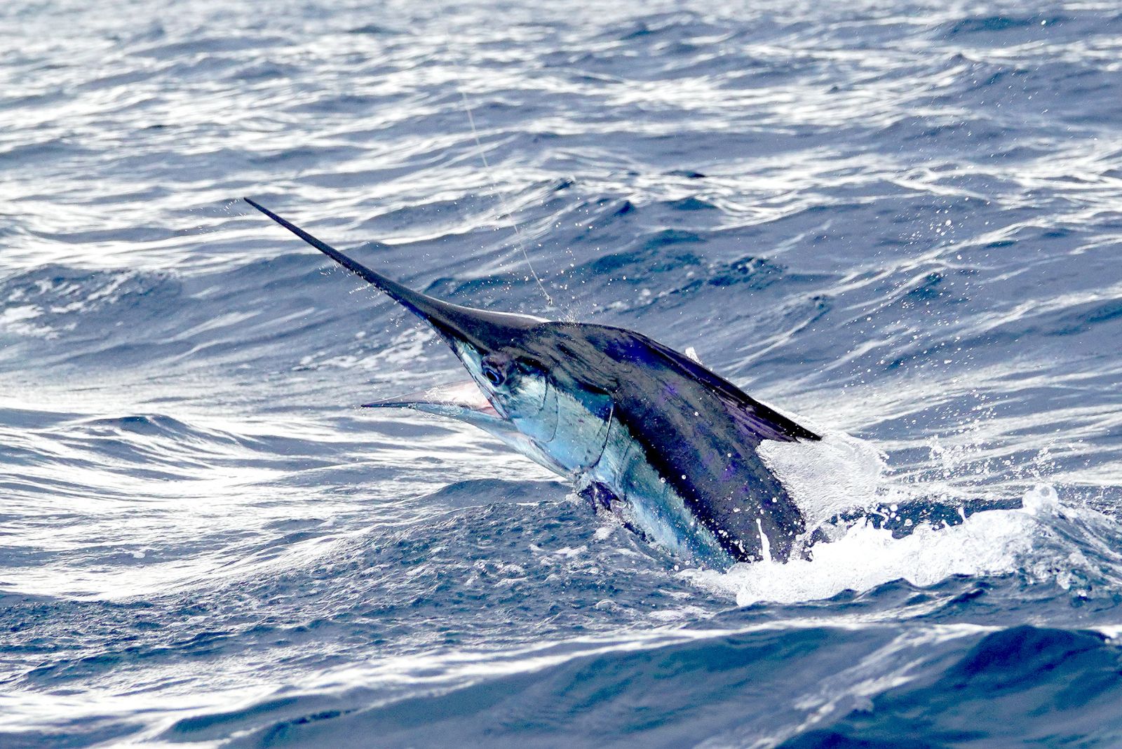 Black Marlin