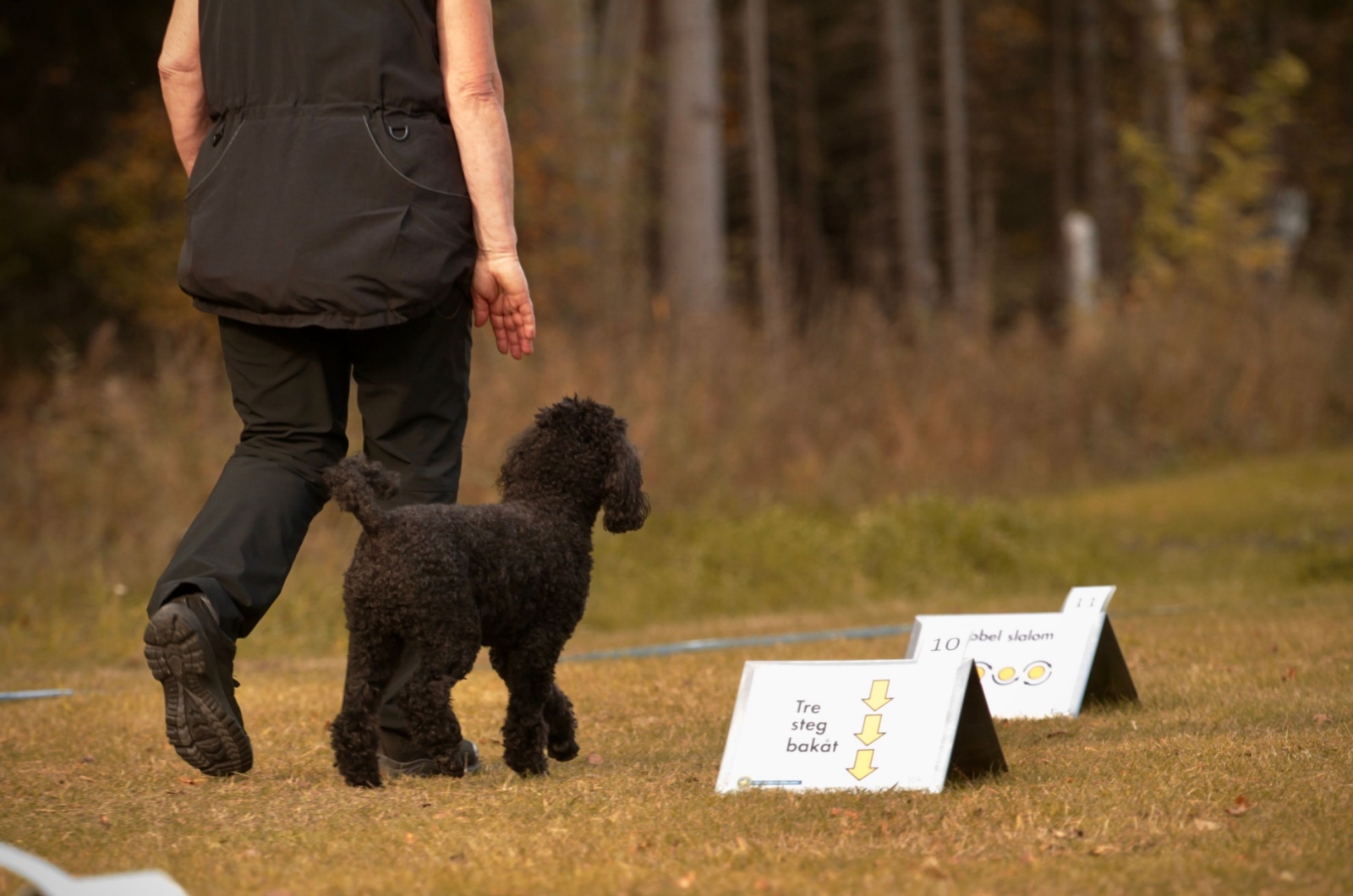 Black Moyen Poodle and owner