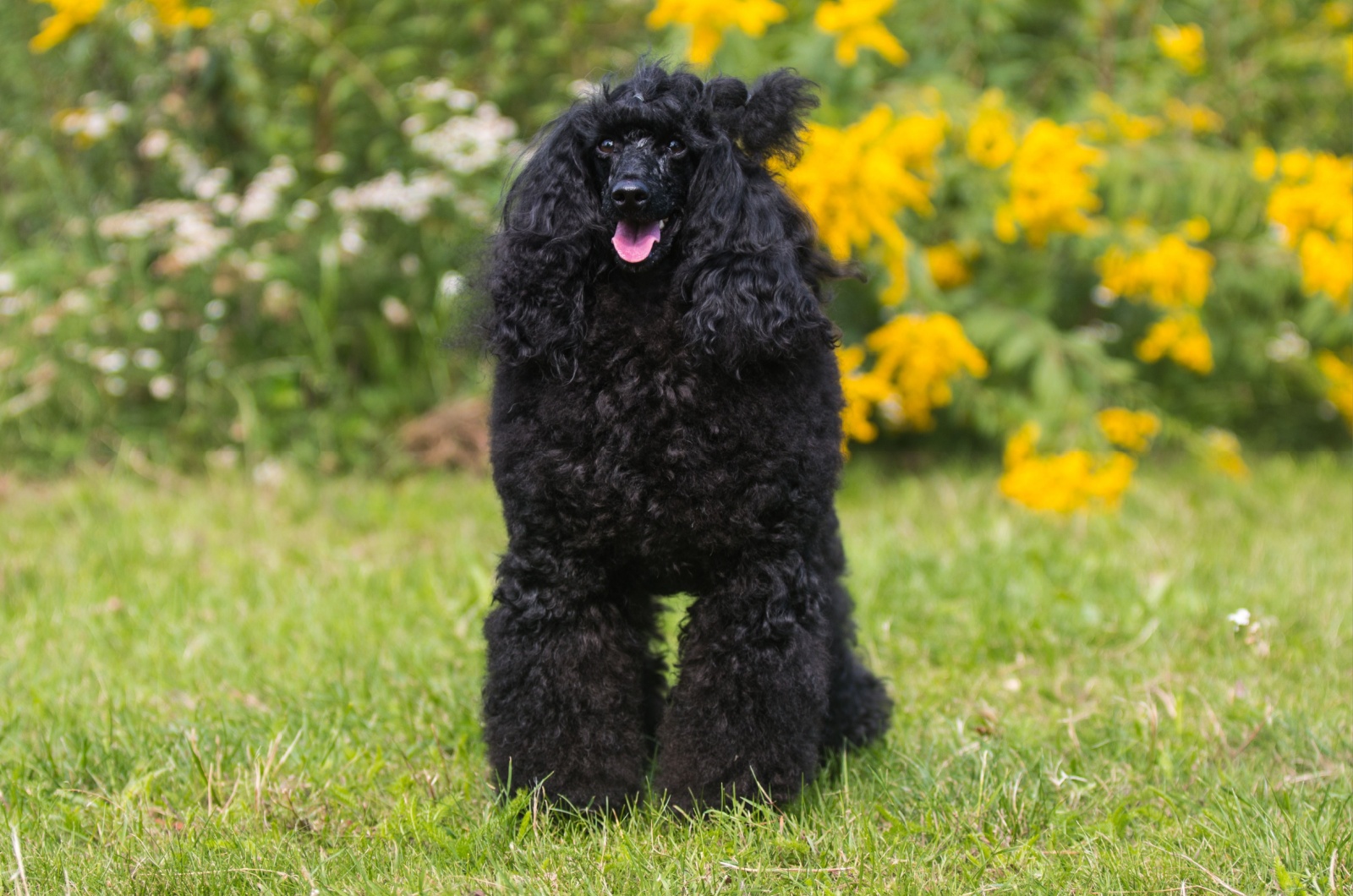 Black Moyen Poodle