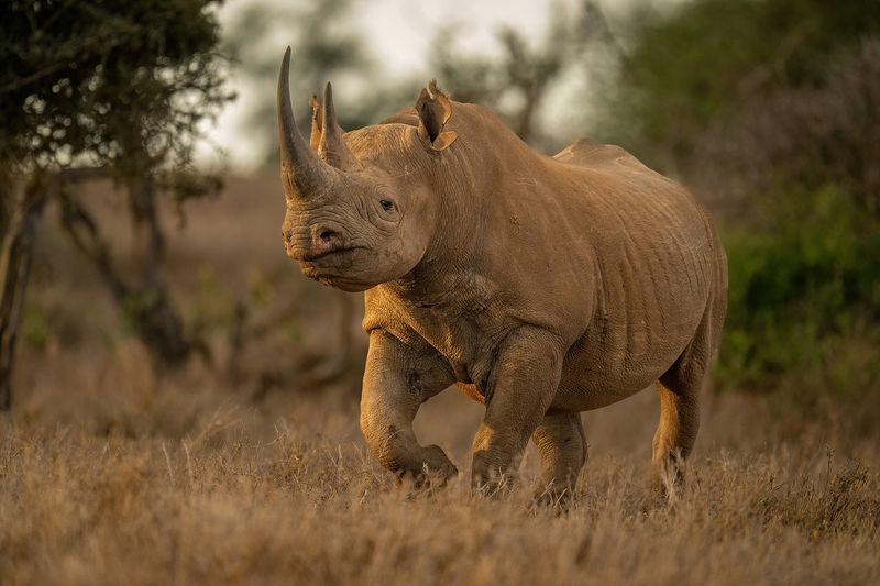 Black Rhinoceros