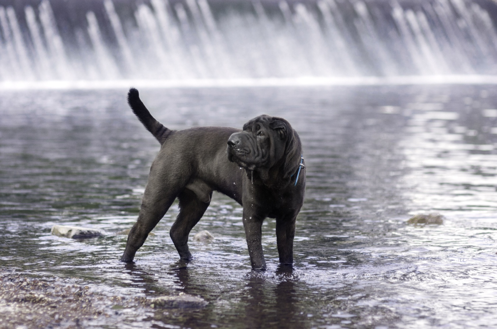 Black Sable Shar-Pei