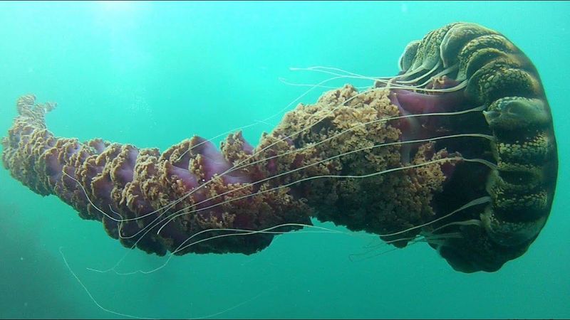 Black Sea Nettle