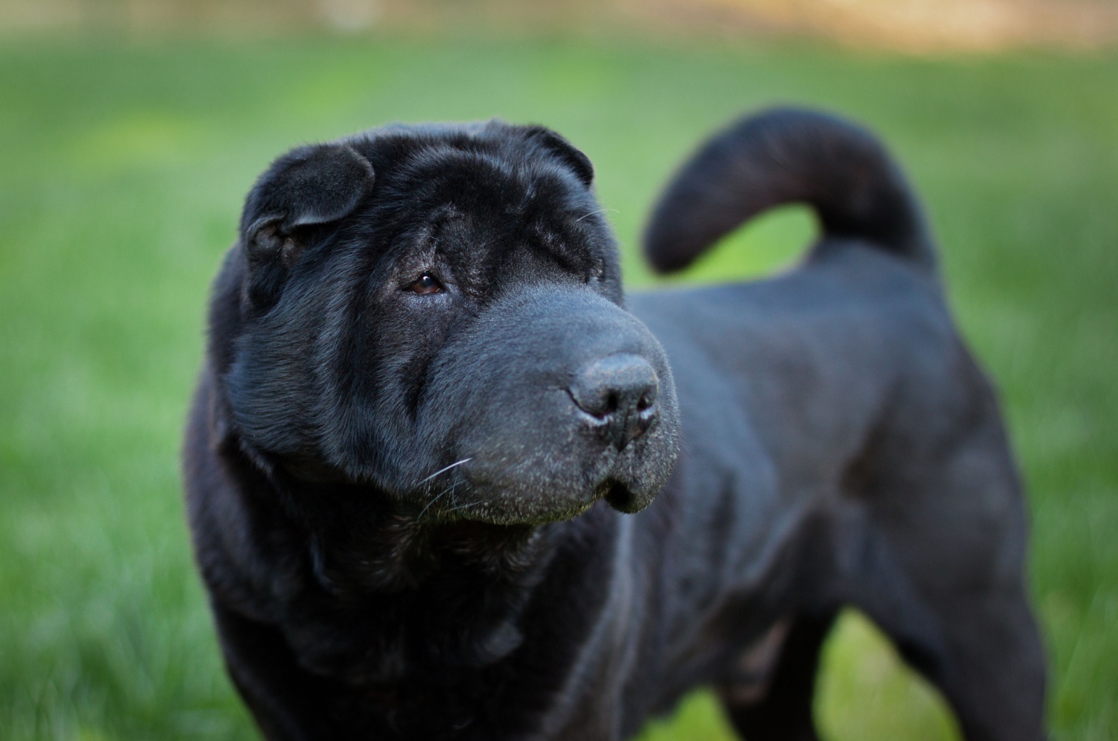 Black Shar-Pei