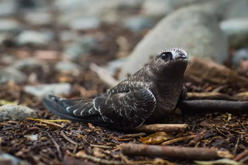 Black Swift