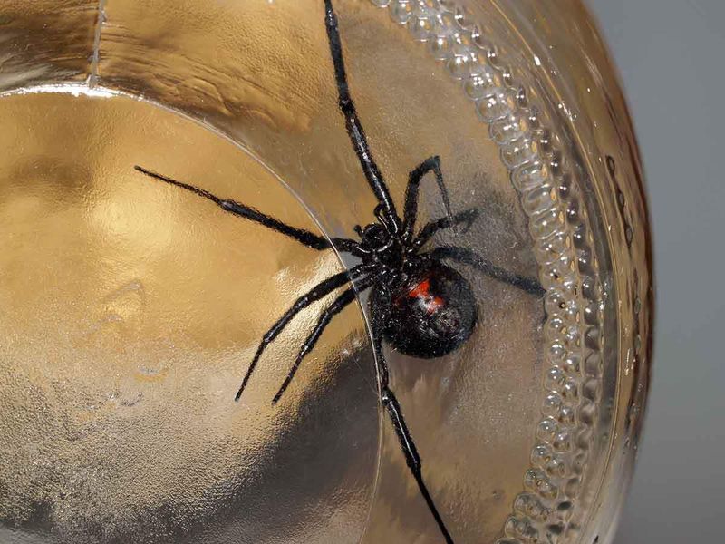 Black Widow Spider