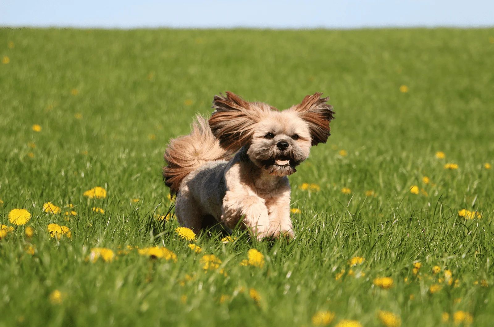 Black and Tan Lhasa Apso