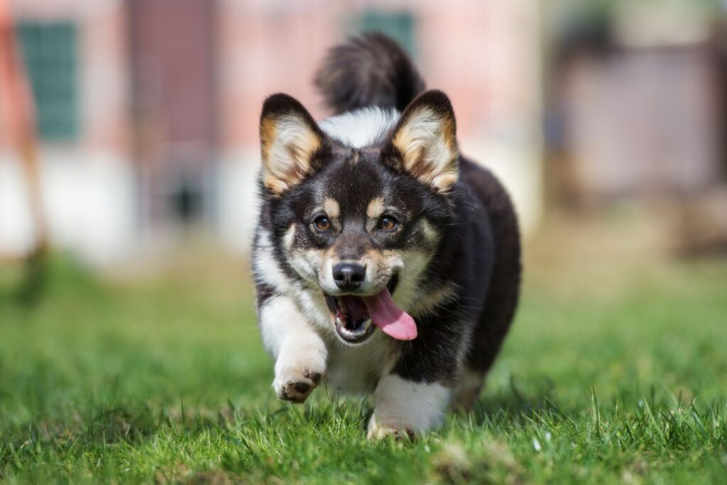 Black and Tan corgi