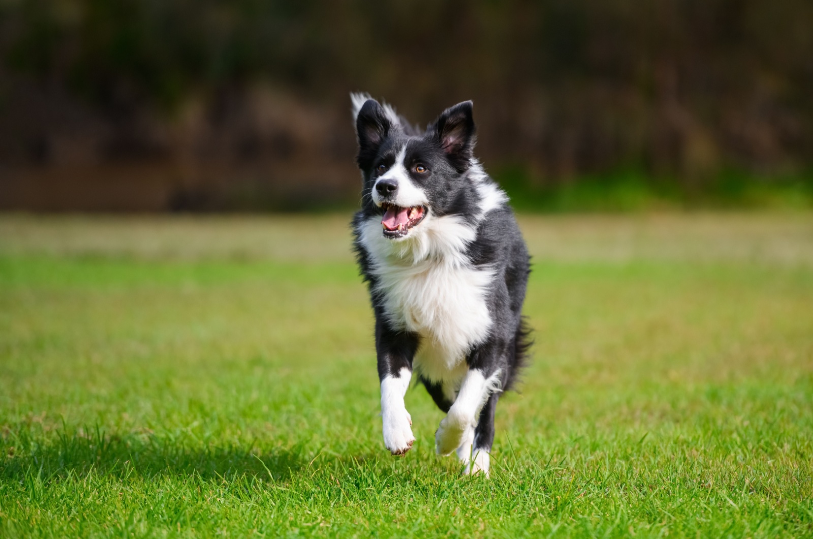 Black and White Border Collie