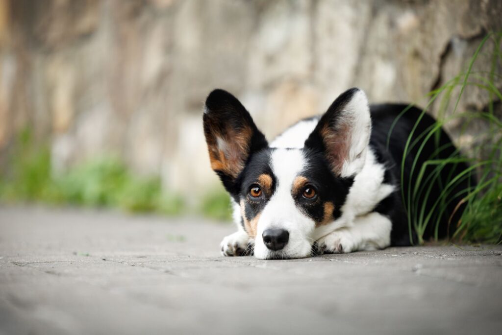 Black and White corgi