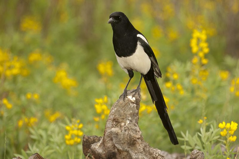 Black-billed Magpie