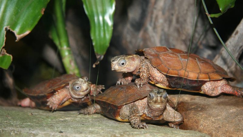 Black-breasted Leaf Turtle