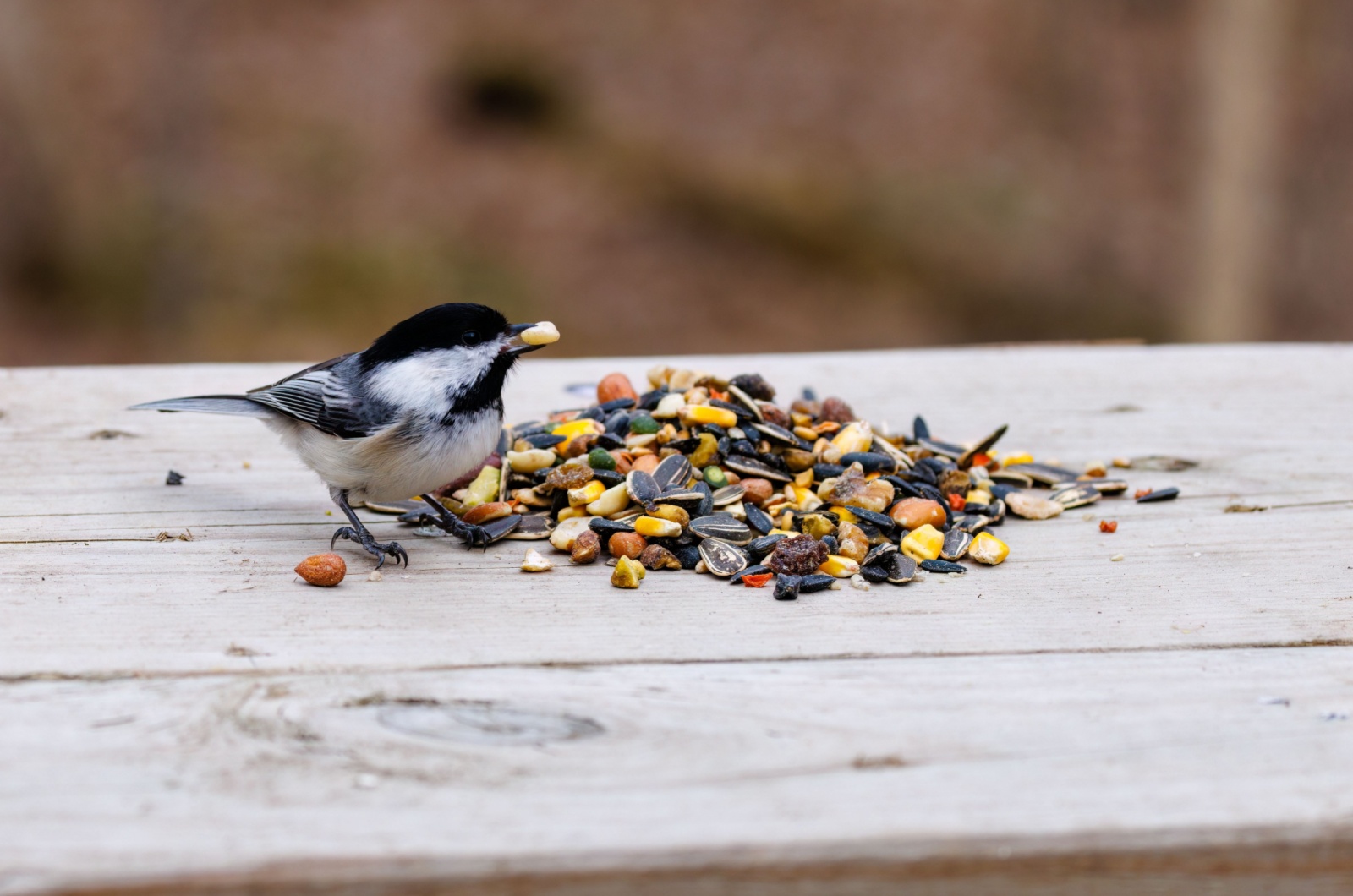 Black-capped Chickadee