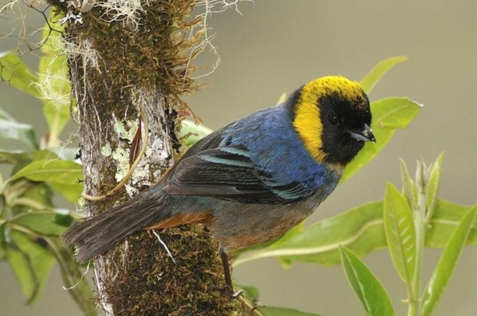 Black-collared Tanager