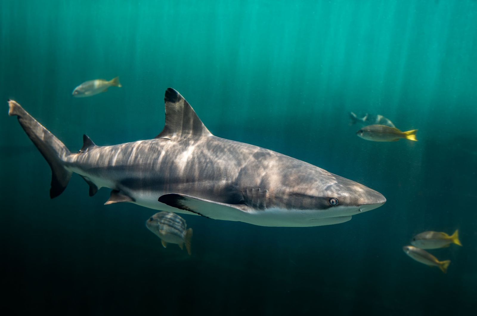 Blacktip Reef Shark