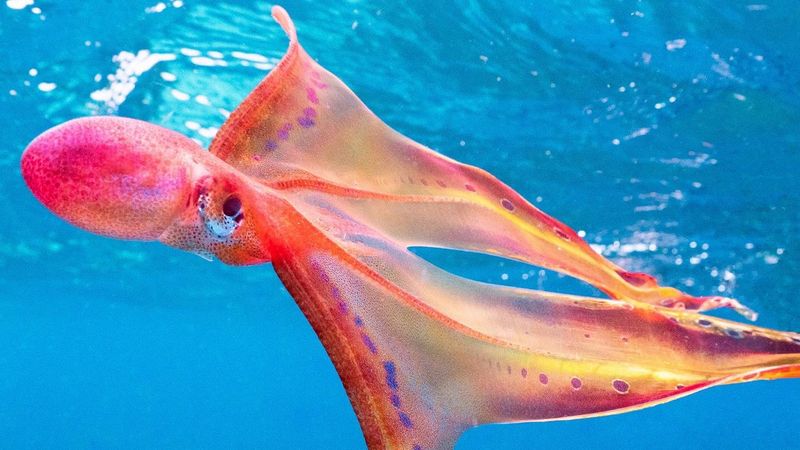 Blanket Octopus