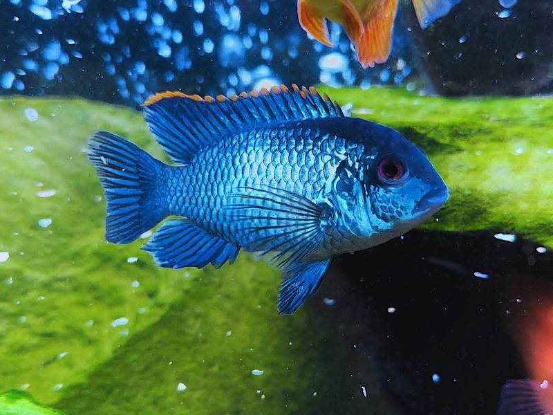 Blue Acara