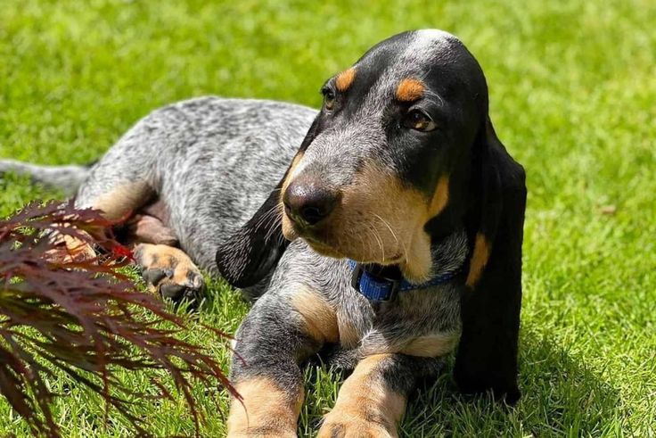 Blue Basset Hounds