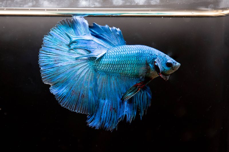 Blue Betta