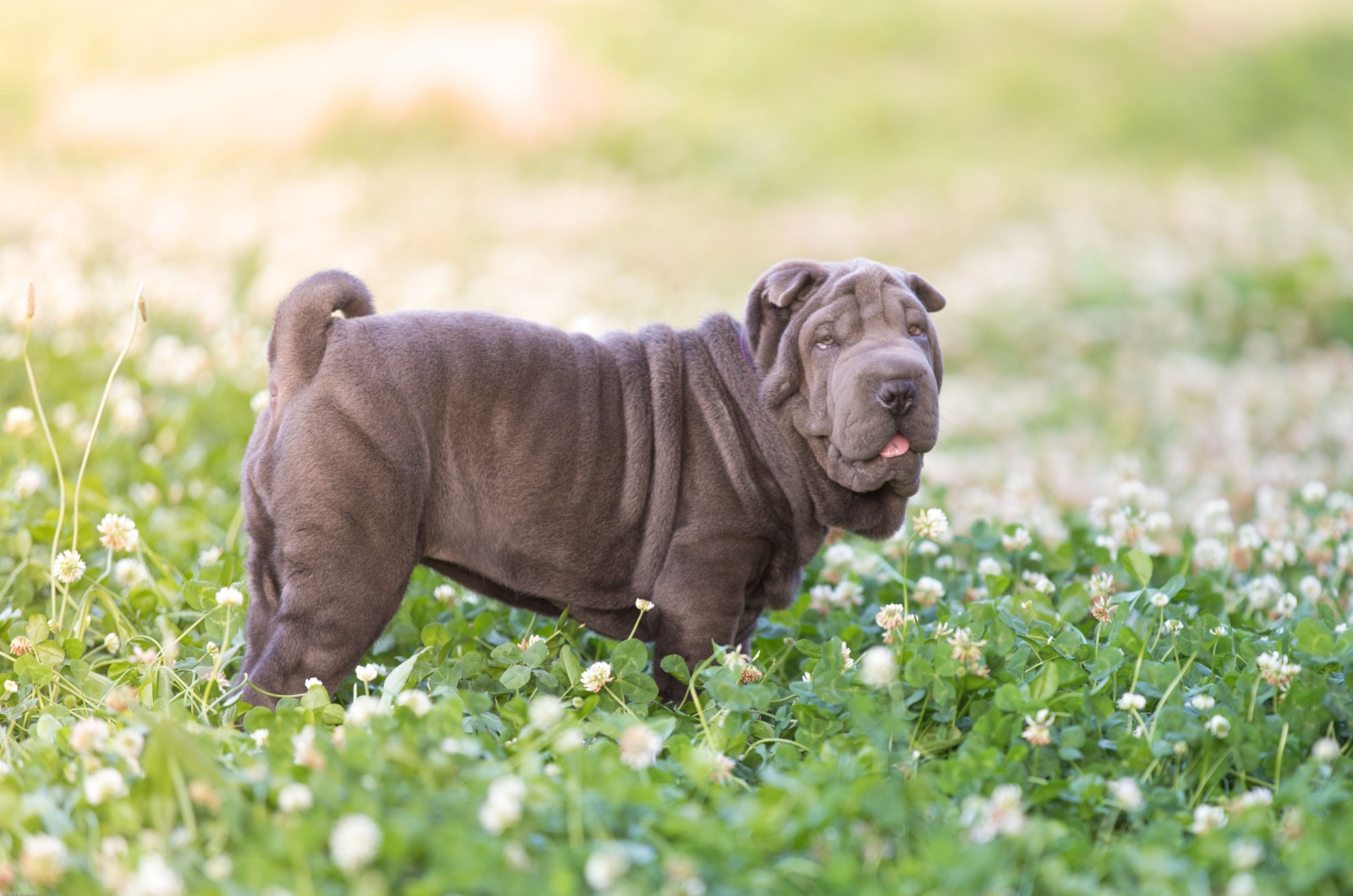 Blue Dilute Shar-Pei