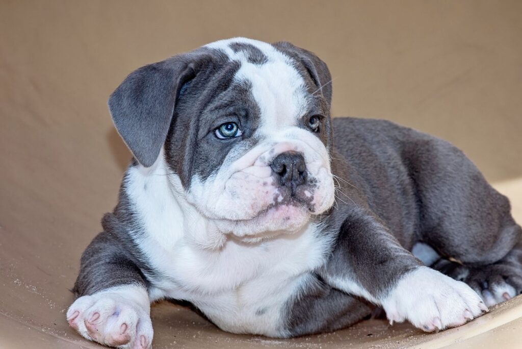 Blue English Bulldog