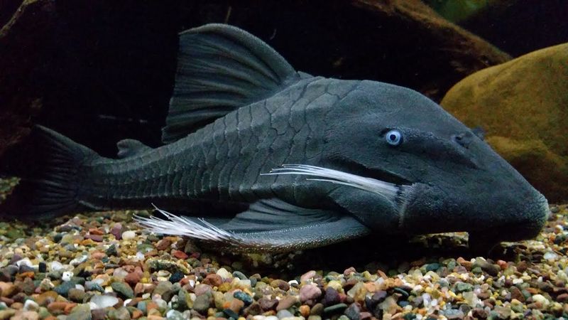 Blue-Eyed Pleco