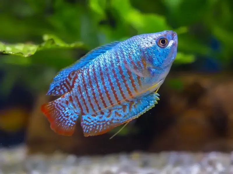 Blue Gourami