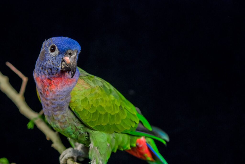 Blue-Headed Pionus