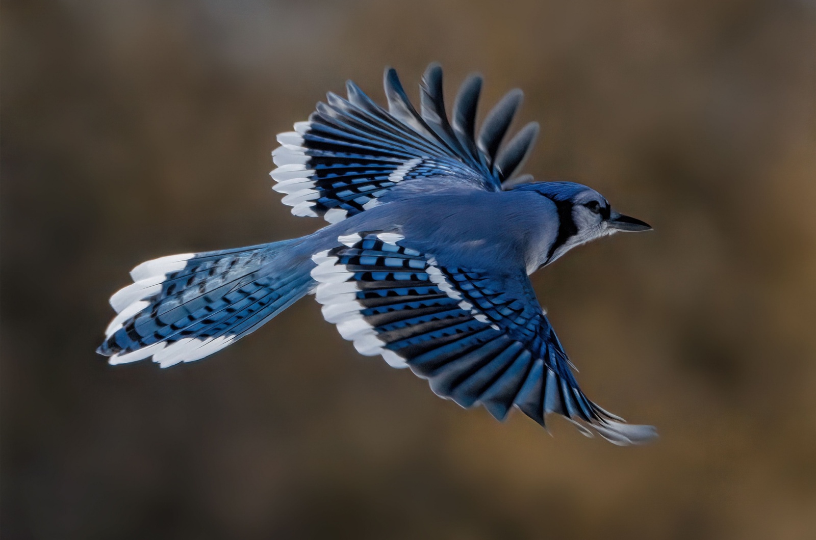 Blue Jay