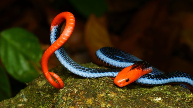 Blue Malaysian Coral Snake