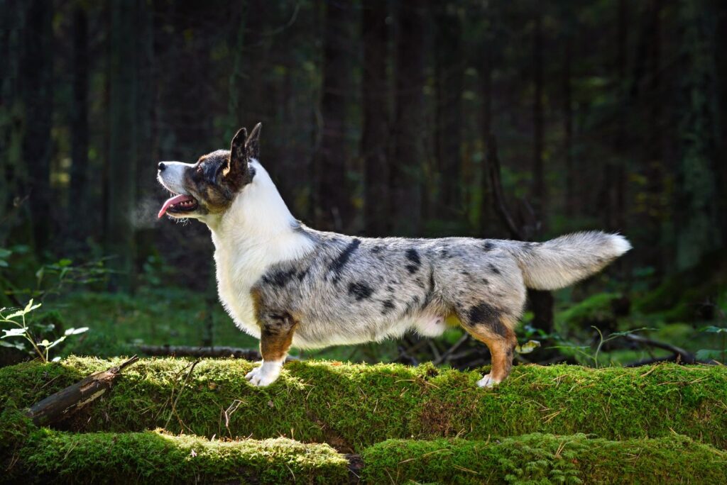 Blue Merle and White corgi