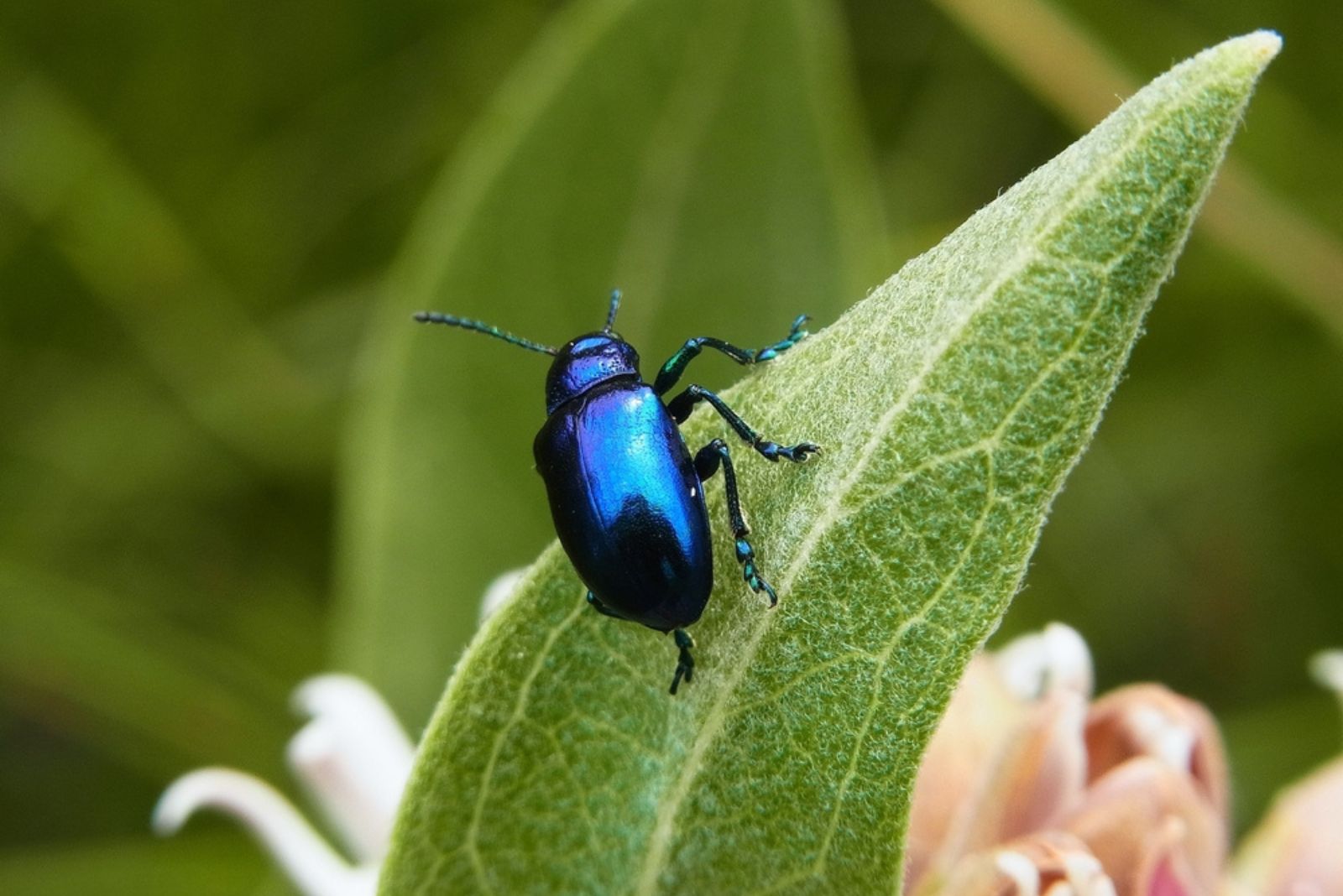 Blue Milkweed Beetle