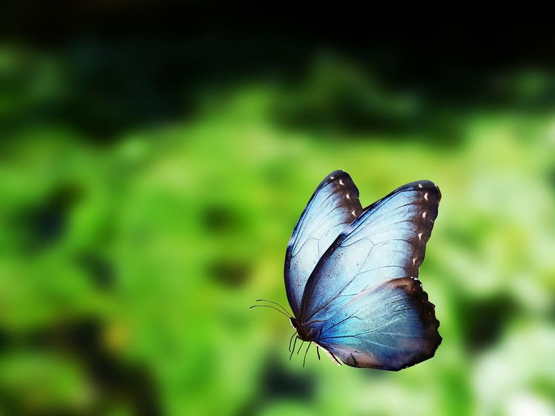 Blue Morpho Butterfly