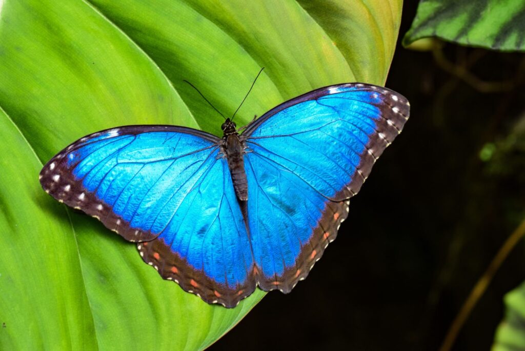 Blue Morpho Butterfly