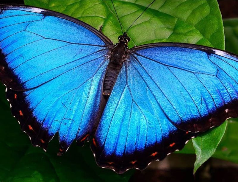 Blue Morpho