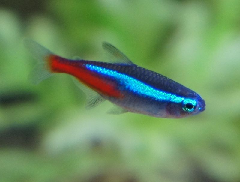 Blue Neon Tetra