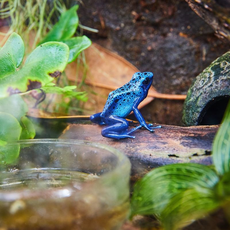 Blue Poison Dart Frog