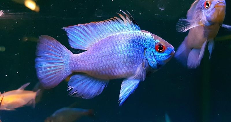 Blue Ram Cichlid