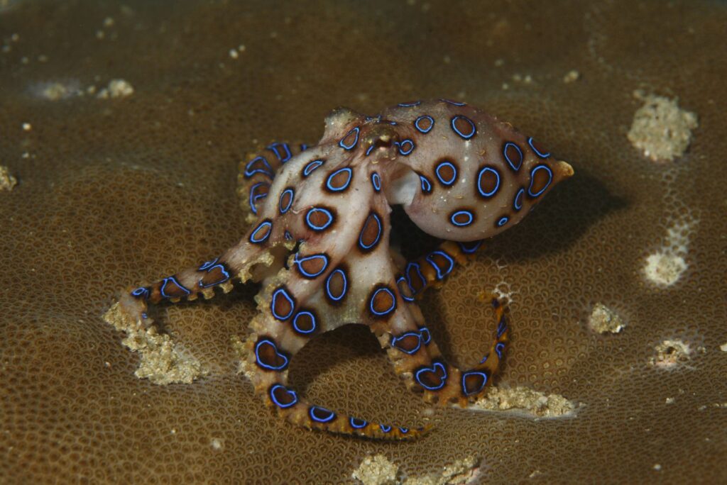 Blue-Ringed Octopus