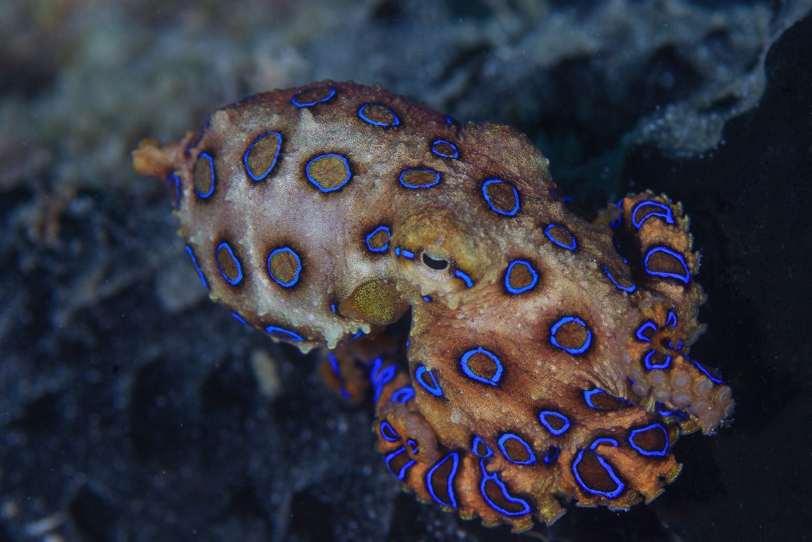 Blue-Ringed Octopus