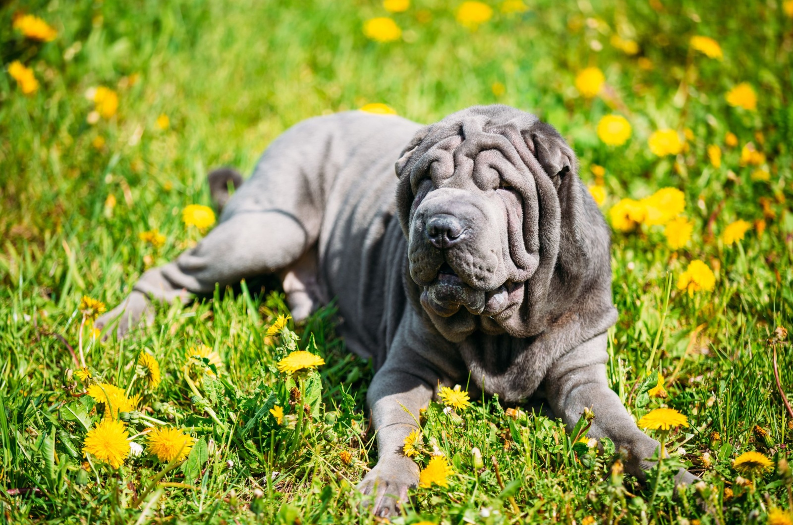 Blue Shar-Pei