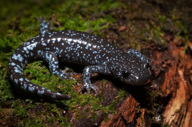 Blue-Spotted Salamander