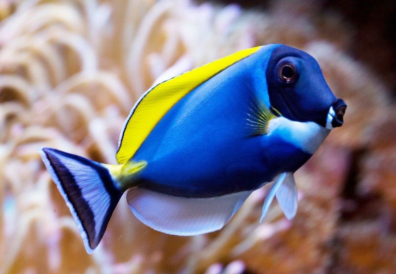 Blue Tang