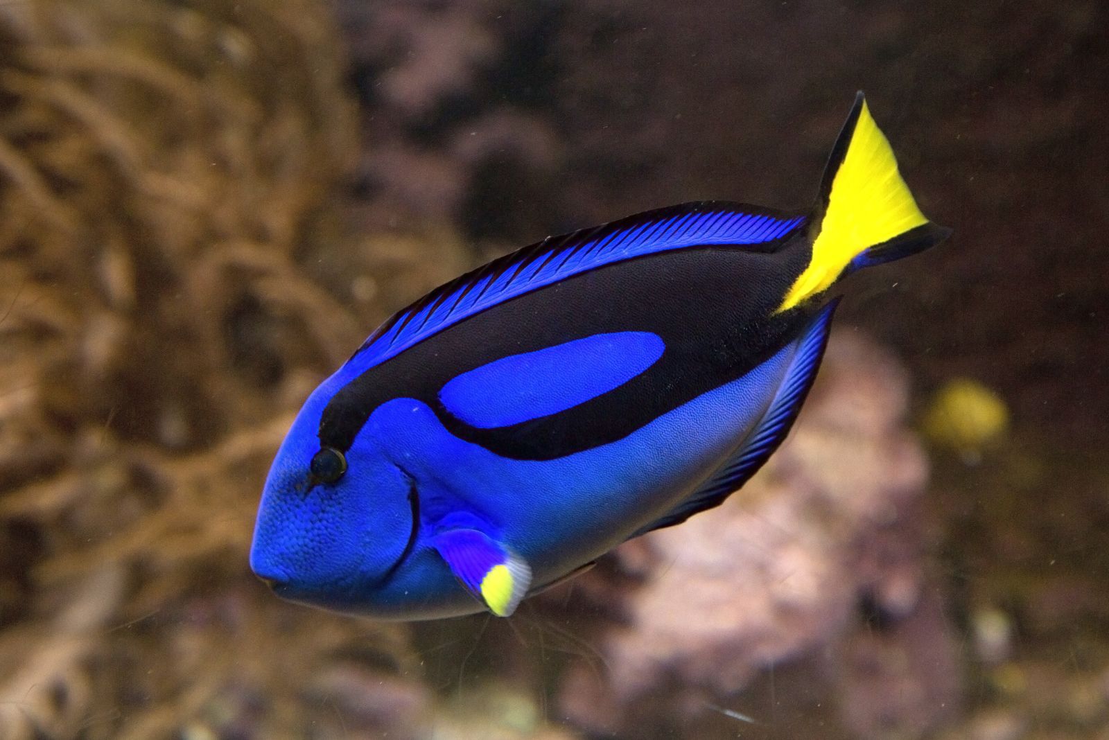 Blue Tang Fish