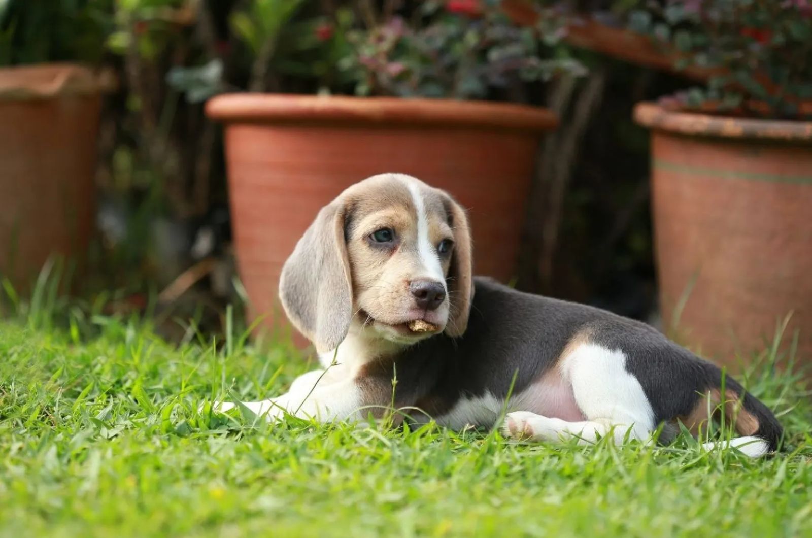 Blue Tick Beagle laying down