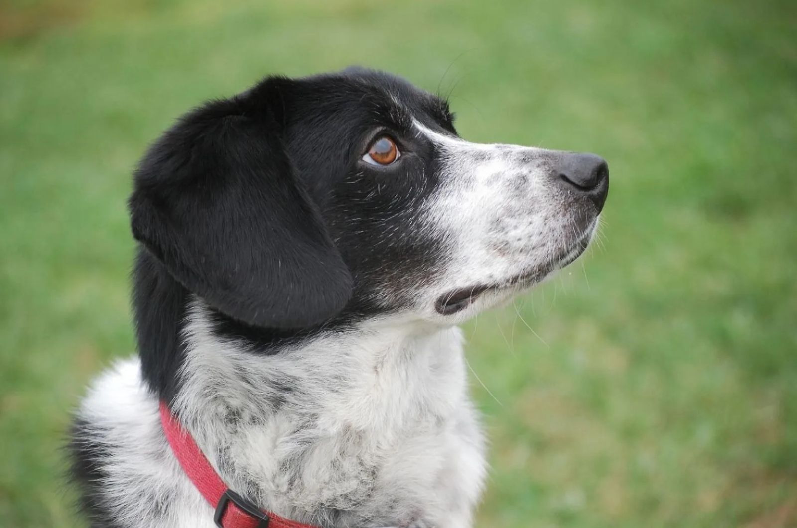 Blue Tick Beagle looking away