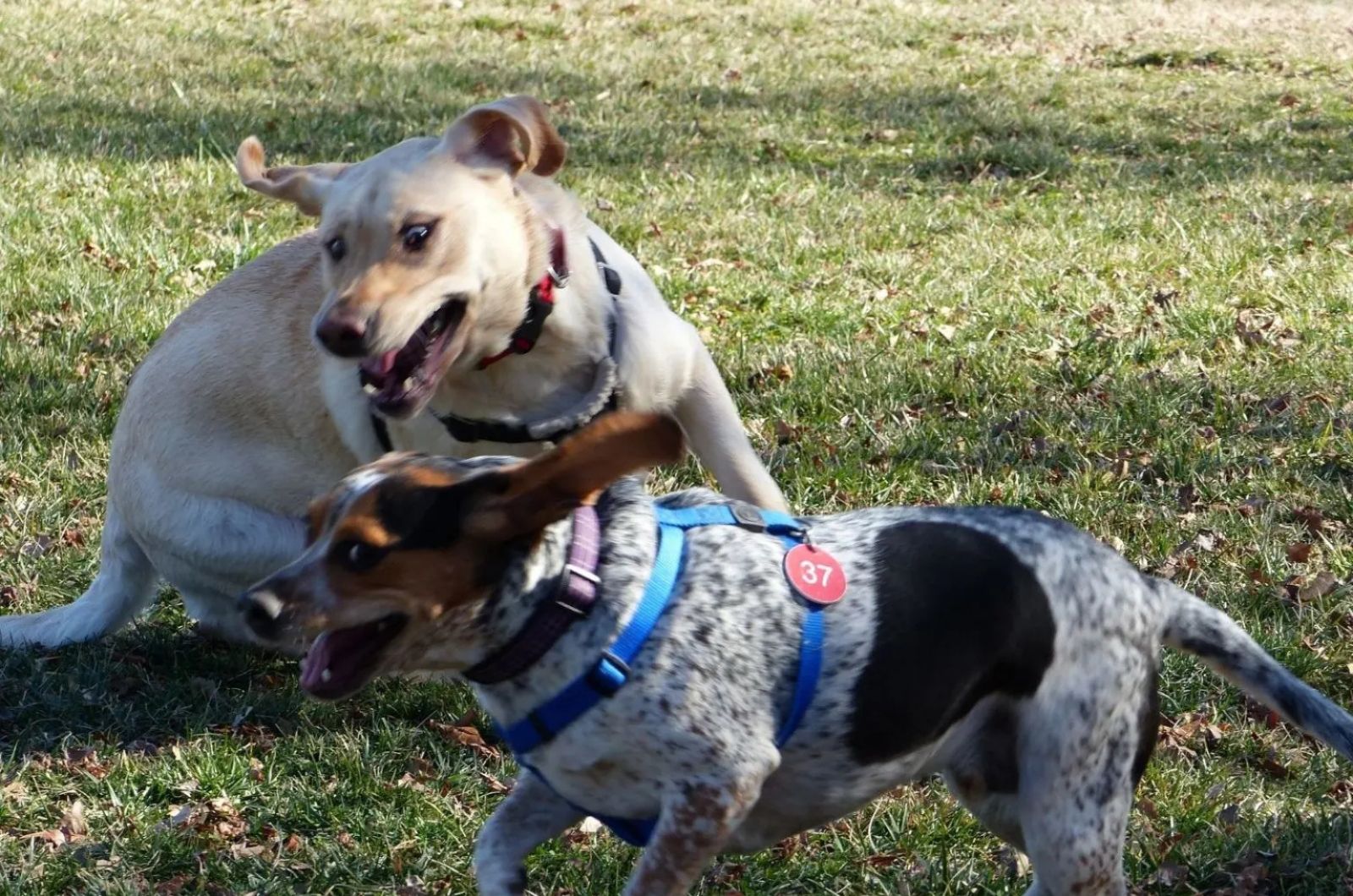 Blue Tick Beagle playing with other dog